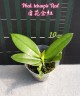 Phal. tetraspis 'Red' 2.5'