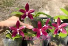 Phal. tetraspis 'Red' 2.5'