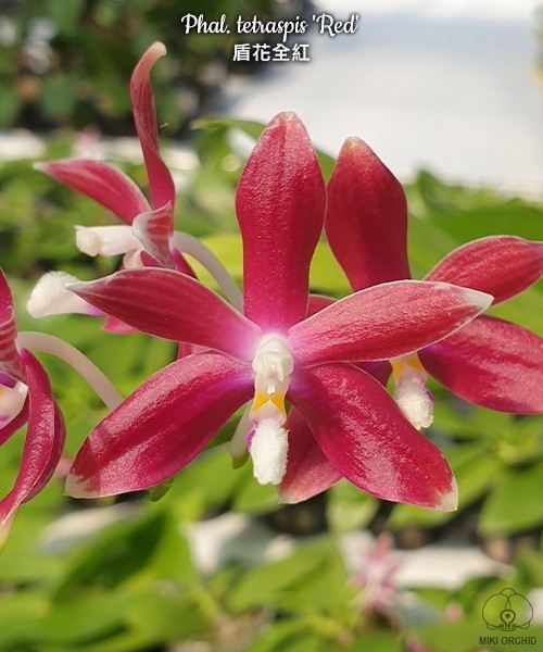 Phal. tetraspis 'Red' 2.5'