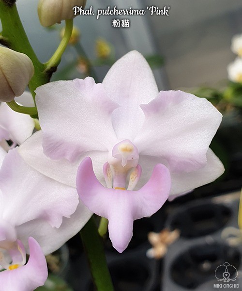 Phal. pulcherrima 'Pink' 2.5"
