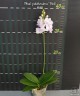 Phal. pulcherrima 'Pink' 2.5"
