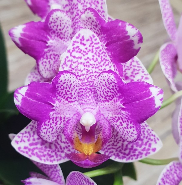 Phal. Hualien Pink Galaxy '272' (peloric) 2.5''