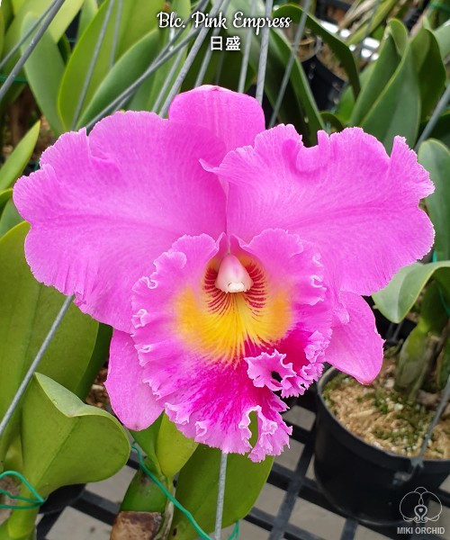 Blc. Pink Empress 2.5"