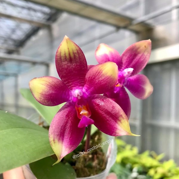 Phal. Meidarland Kaiulani '700' 2.5''