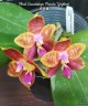 Phal. Guadalupe Pineda 'Yaphon' 2.5''