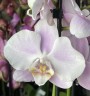 Orchidee Gemengd (2 цветоноса; Ø 12 см) УЦЕНКА (отцветает)