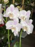 Orchidee Gemengd (2 цветоноса; Ø 12 см) УЦЕНКА (отцветает)