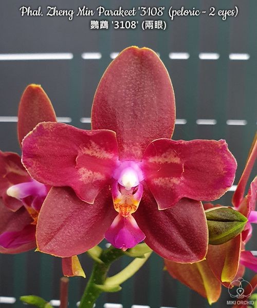 Phal. Zheng Min Parakeet '3108' (peloric - 2 eyes) 2.5"
