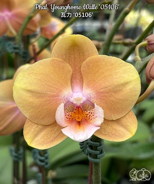 Phal. Younghome Walle '05106' 2.5"