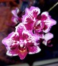 Phal. Younghome Summer (peloric) 2.5" УЦЕНКА (нет нижн. листиков)