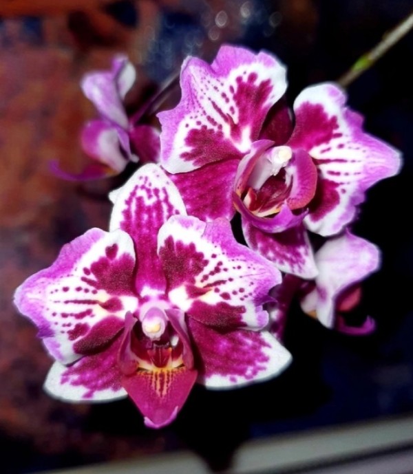Phal. Younghome Summer (peloric) 2.5" УЦЕНКА (нет нижн. листиков)