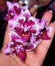 Phal. Younghome Summer (peloric) 2.5" УЦЕНКА (нет нижн. листиков)