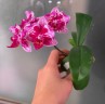 Phal. Younghome Summer (peloric) 2.5" УЦЕНКА (нет нижн. листиков)