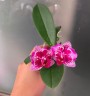 Phal. Younghome Summer (peloric) 2.5" УЦЕНКА (нет нижн. листиков)