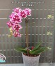 Phal. Younghome Summer (peloric) 2.5" УЦЕНКА (нет нижн. листиков)