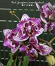 Phal. Younghome Summer (peloric) 2.5" УЦЕНКА (нет нижн. листиков)