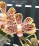 Phal. javanica × minus 2.5" УЦЕНКА (мех. повр. листиков)