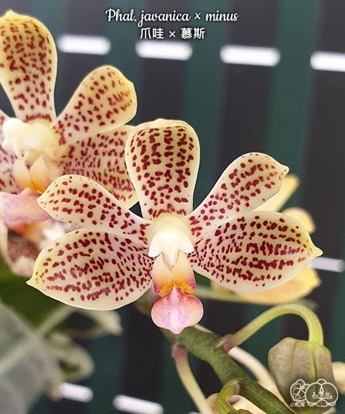Phal. javanica × minus 2.5" УЦЕНКА (мех. повр. листиков)