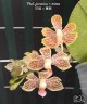 Phal. javanica × minus 2.5" УЦЕНКА (мех. повр. листиков)