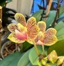 Phal. javanica × minus 2.5" УЦЕНКА (мех. повр. листиков)