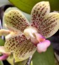 Phal. javanica × minus 2.5" УЦЕНКА (мех. повр. листиков)