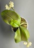 Phal. javanica × minus 2.5" УЦЕНКА (мех. повр. листиков)