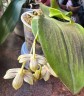 Phal. javanica × minus 2.5" УЦЕНКА (мех. повр. листиков)