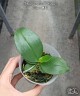 Phal. javanica × minus 2.5" УЦЕНКА (мех. повр. листиков)