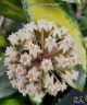 Hoya acuta (variegata) 1.7"