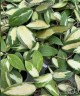 Hoya acuta (variegata) 1.7"