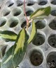 Hoya acuta (variegata) 1.7"