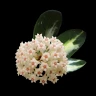 Hoya acuta (variegata) 1.7"
