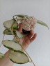 Hoya acuta (variegata) 1.7"