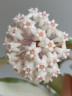 Hoya acuta (variegata) 1.7"