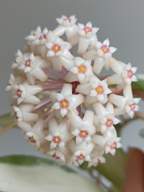 Hoya acuta (variegata) 1.7"
