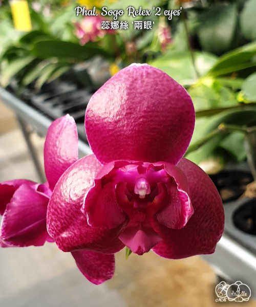 Phal. Sogo Relex '2 eyes' 2.5'' УЦЕНКА (мех. повр. лист.)