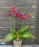 Phal. Sogo Relex '2 eyes' 2.5'' УЦЕНКА (мех. повр. лист.)