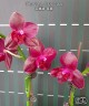 Phal. Sogo Relex '2 eyes' 2.5'' УЦЕНКА (мех. повр. лист.)
