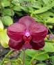 Phal. Sogo Relex '2 eyes' 2.5'' УЦЕНКА (мех. повр. лист.)