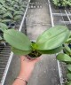 Phal. Sogo Relex '2 eyes' 2.5'' УЦЕНКА (мех. повр. лист.)