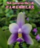 Phal. Samera var. blue × sib 2.5"