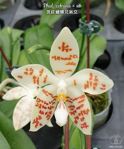 Phal. zebrina × sib 2.5''