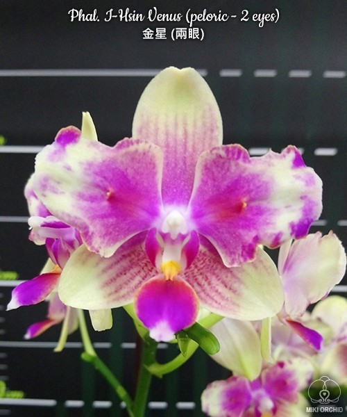 Phal. I-Hsin Venus (peloric - 2 eyes) 2.5''