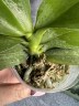 Phal. I-Hsin Venus (peloric - 2 eyes) 2.5''