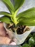 Phal. I-Hsin Venus (peloric - 2 eyes) 2.5''