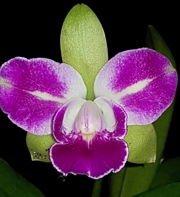 Rlc. Village Chief North 2.5"