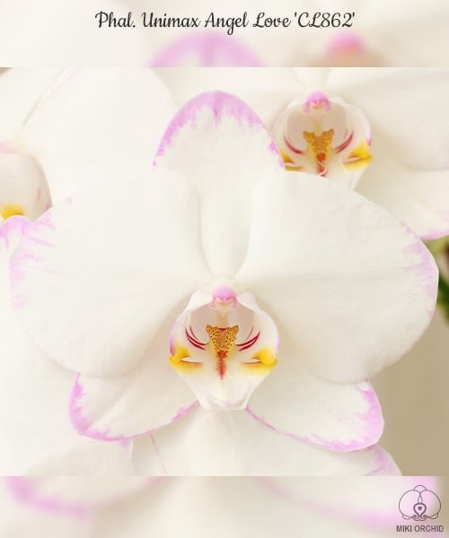 Phal. Unimax Angel Love 'CL862' 2.5''