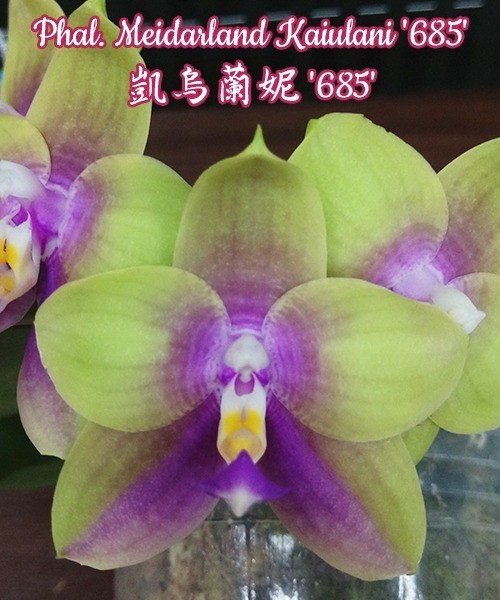 Phal. Meidarland Kaiulani '685' 2.5''