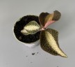 Macodes petola Pearl / Драгоценная орхидея (Ø 7 см)