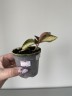 Macodes petola Pearl / Драгоценная орхидея (Ø 7 см)